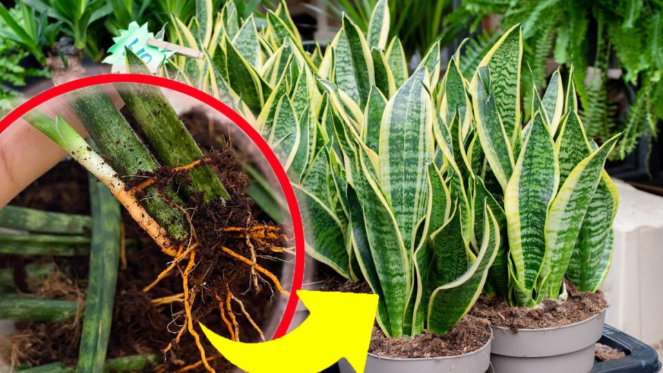 Sansevieria, ni siquiera una hoja amarilla y seca: ¡si haces esto la tendrás siempre exuberante y fuerte!