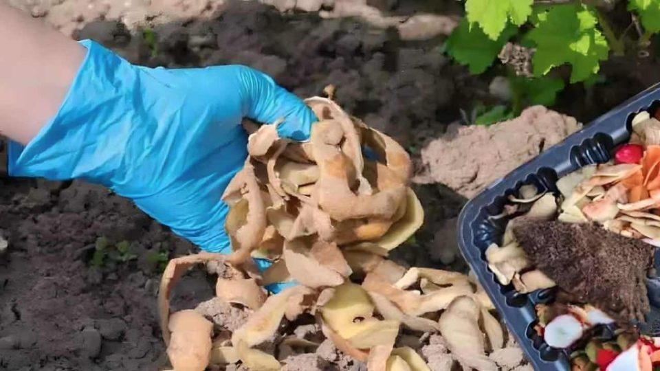 Coloque las cáscaras de papa en una maceta llena de tierra: ¿qué sucede al día siguiente?