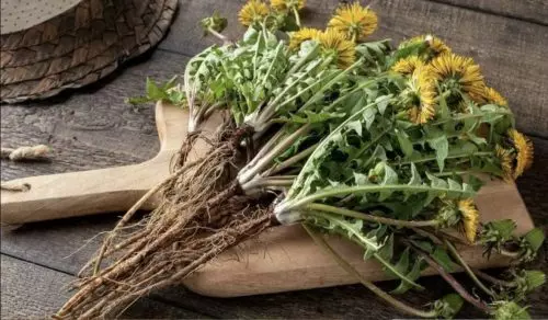 El diente de león es el elixir de la vida. Es todo comestible, pero muchos no saben que el verdadero tesoro son sus raíces.