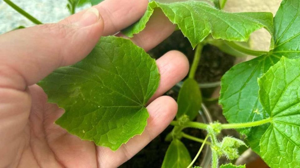 Coloque siempre estas plantas cerca de los pepinos, ya que tendrá cosechas abundantes y libres de plagas