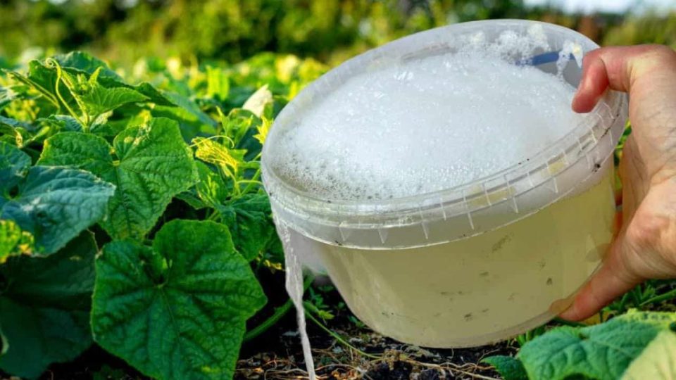 Los pepinos, tomates y pimientos crecen sin cesar con este popular ingrediente