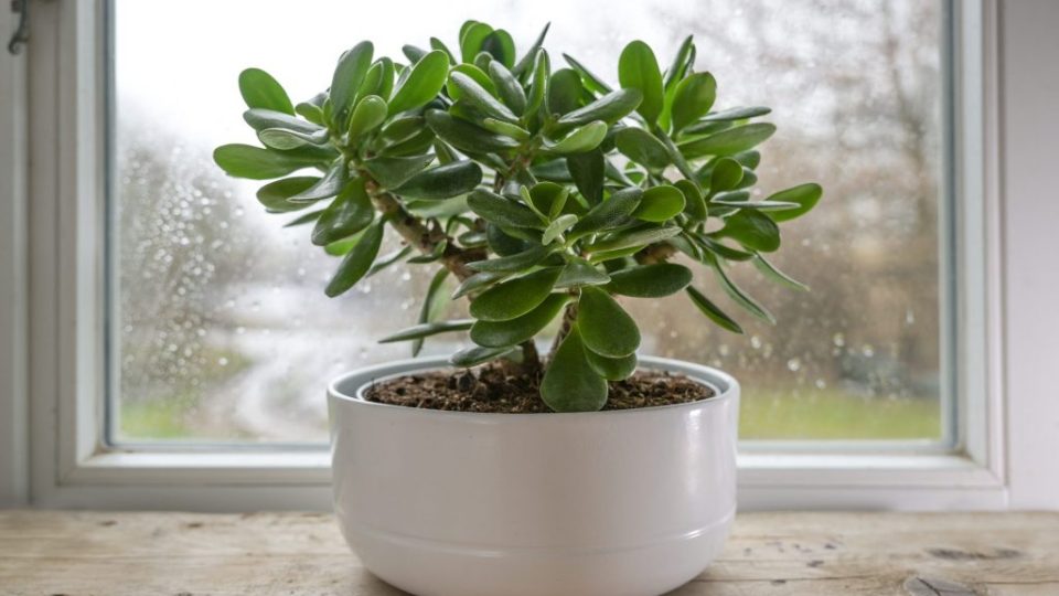 Cómo cultivar Crassula ovata: consejos para cuidar la “planta del dinero”