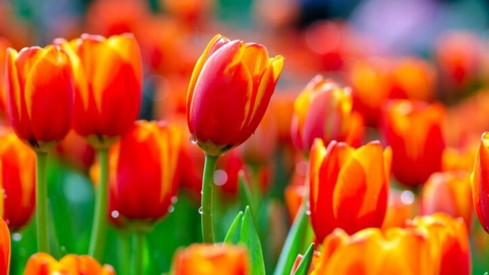 ¡Tulipanes coloridos y exuberantes con este fertilizante de bricolaje!