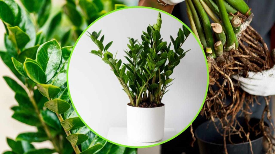La planta del Padre Pío, si la riegas así la harás pudrir | El truco de los jardineros para tenerla siempre fuerte y frondosa