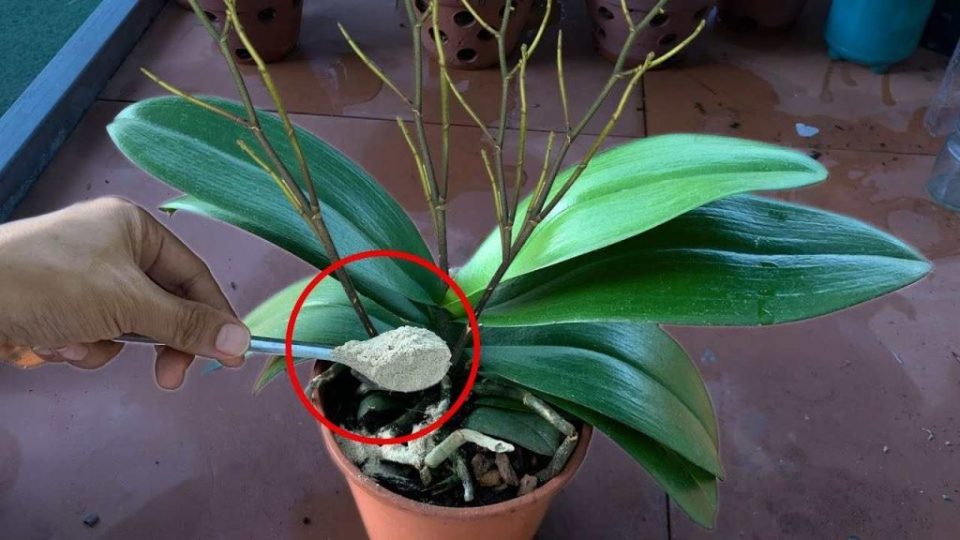 Cada planta solo necesita una cucharadita: hace que todo florezca