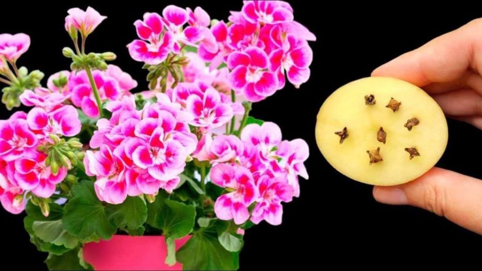 Librará a todas tus flores y plantas de plagas, nunca tan exuberantes
