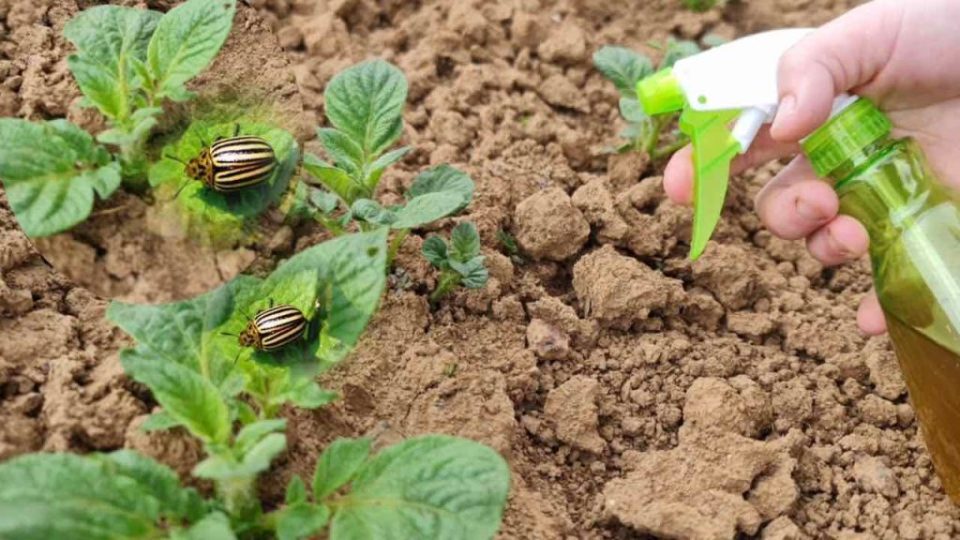 La forma natural más poderosa de proteger las papas de los insectos
