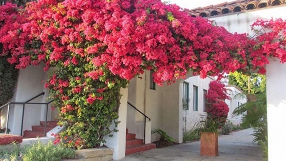 ¿Te encantan los colores de las buganvillas? Aprende a cultivarlas en macetas y a hacer que trepen