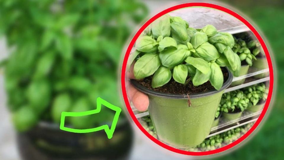 Albahaca, el truco de los viveristas para tenerla siempre floreciente y no dejar que se pudra nunca | ¡Hazlo también!