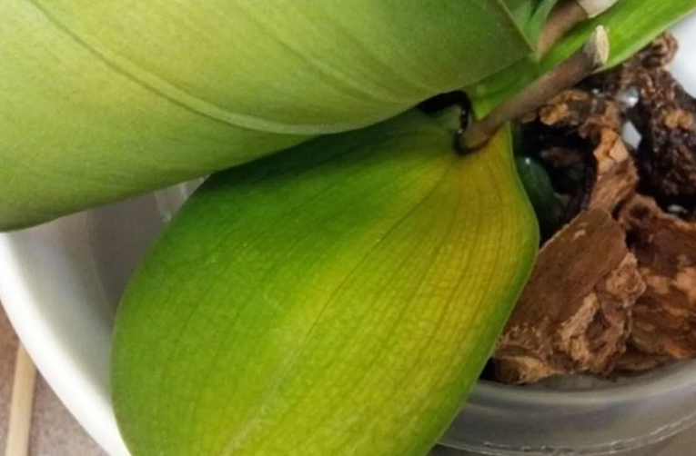 Orquídea, hojas amarillas: descubre este remedio