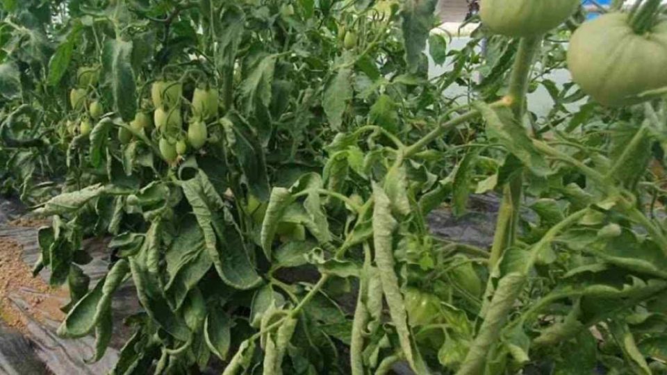 ¿Por qué las hojas de tomate a menudo se retuercen? La culpa es precisamente de él
