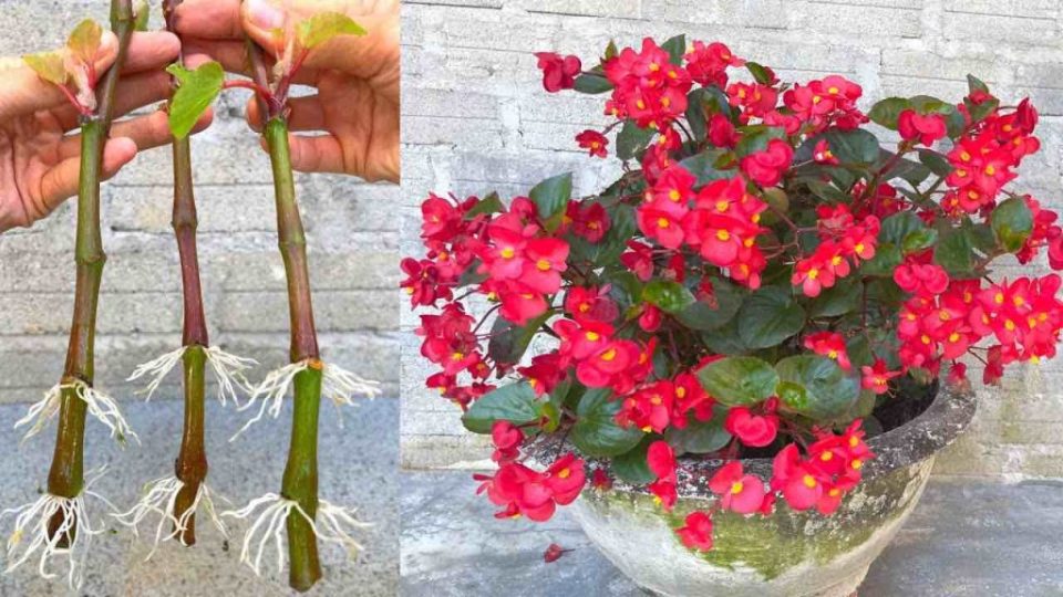 Begonias, cómo multiplicar ramitas infinitamente con 1 plátano: se multiplica inmediatamente
