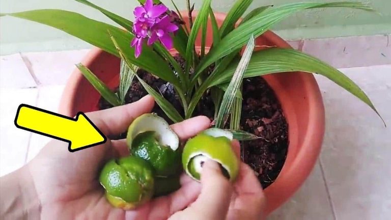 Con este movimiento matas todas las plagas de tus plantas: los jardineros lo hacen