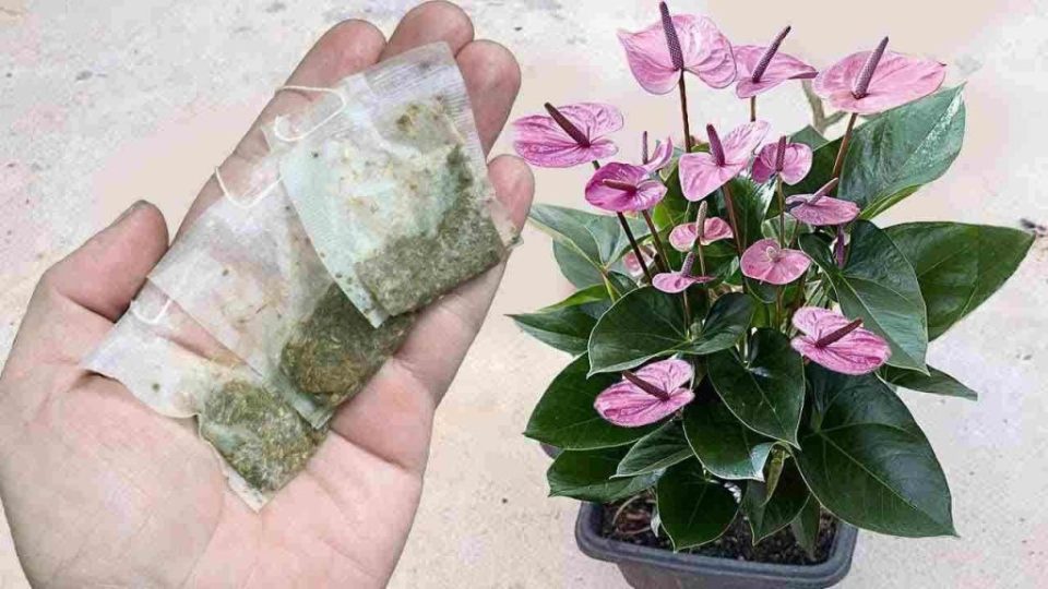 Anturio, una sola bolsa al mes es suficiente para explotar muchas flores