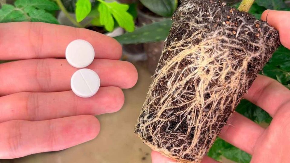 Plántulas mucho más gruesas y robustas con estos 2 comprimidos: estimulan el crecimiento
