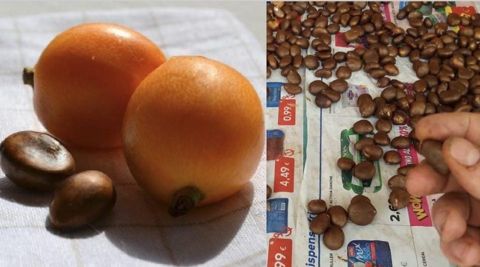 15 plantas frutales para cultivar en casa