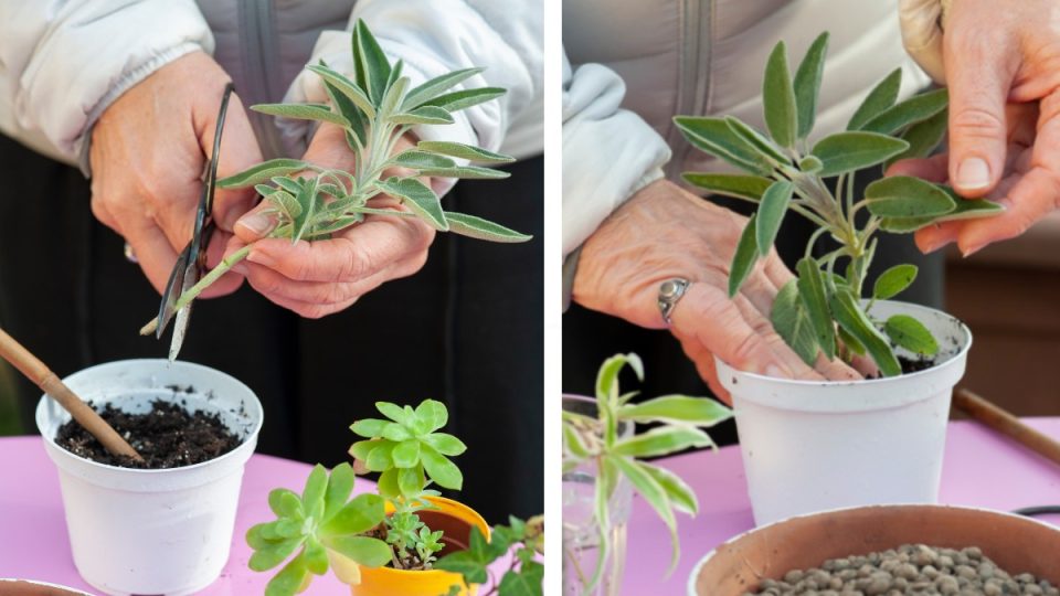 El truco de la rama para multiplicar la Salvia sin cesar sin gastar un euro
