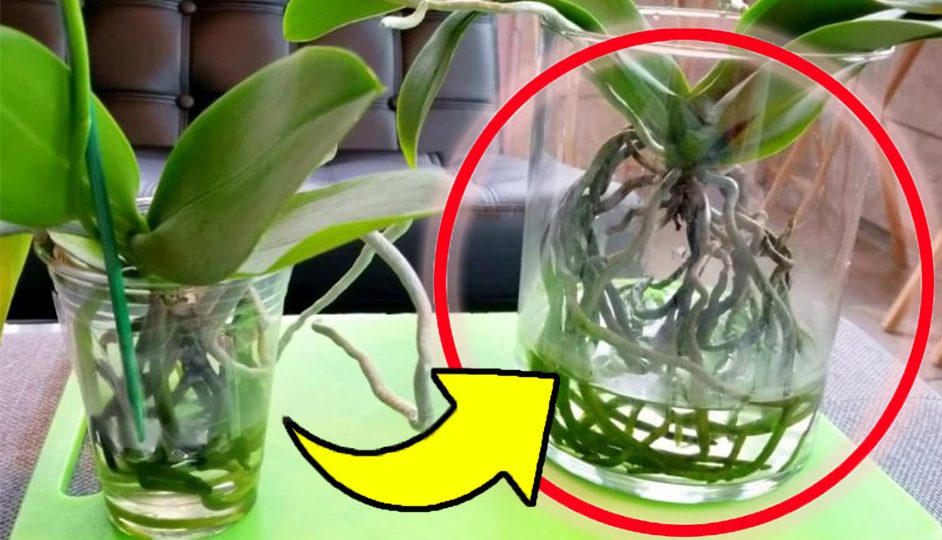 ¿Orquídea pudriéndose? ¡Este ingrediente le devuelve la vida en unos pocos días!