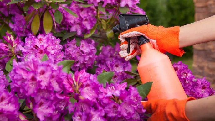 Cómo hacer un remedio antiparasitario natural: prueba el truco del bicarbonato de sodio