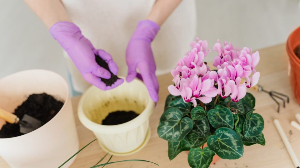 Abundante floración de ciclamen: descubre cómo hacerlo con nosotros