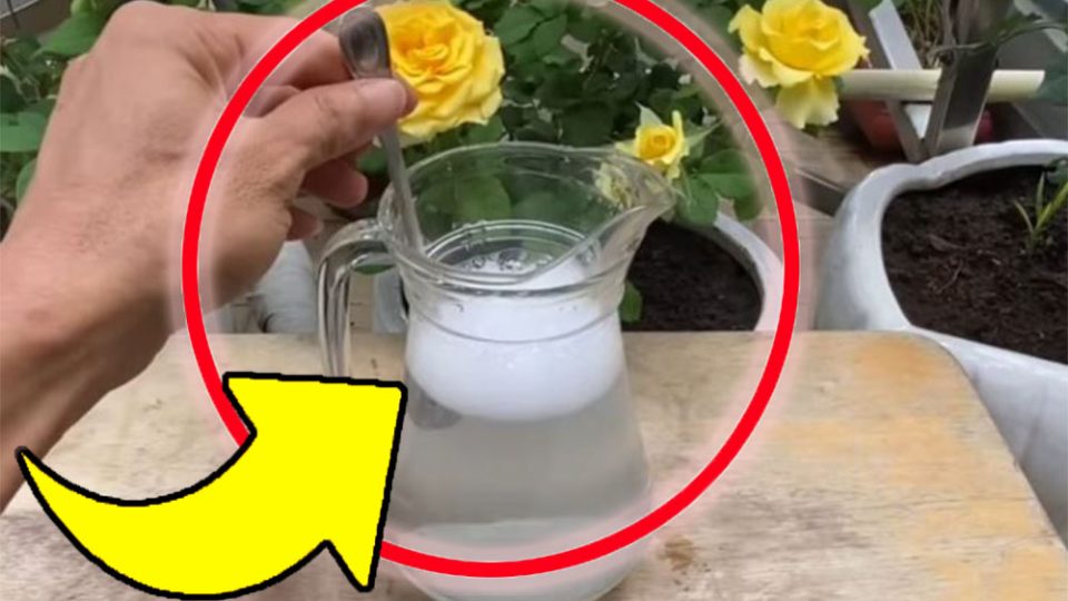 El mejor fertilizante natural cuesta sólo 10 céntimos: ¡todos los viveristas lo utilizan!