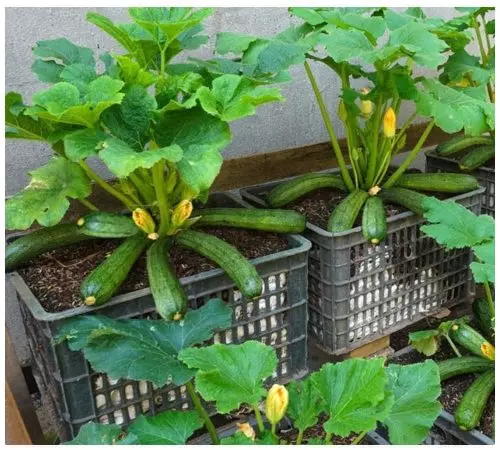 La abuela compartió un truco para cultivar calabacines en una caja (también puedes usar macetas)