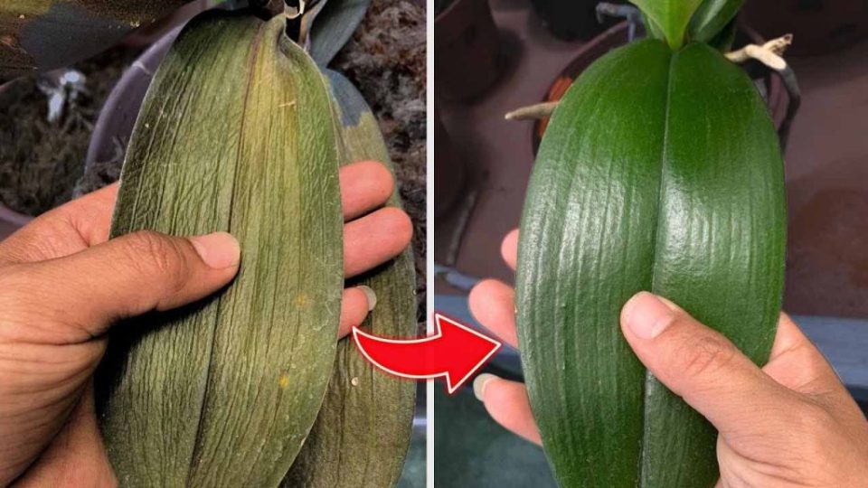 Después de rociar esta agua, verá que la orquídea deja de marchitarse