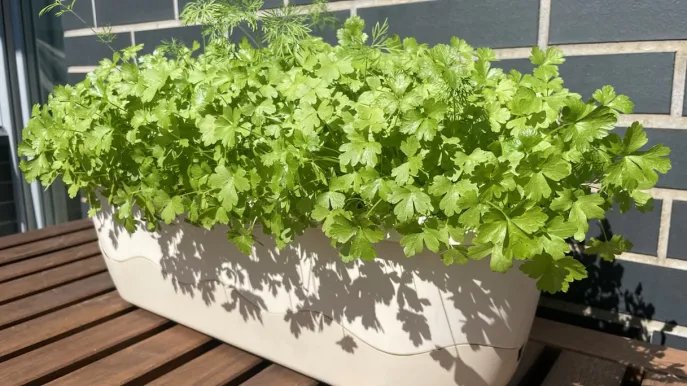 Perejil en macetas, los secretos de un cultivo exuberante