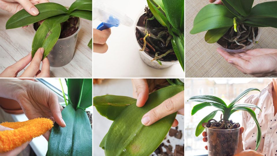 ¿Orquídea sana que te dura hasta 5 años más? ¡Solo vierte una taza de este líquido!