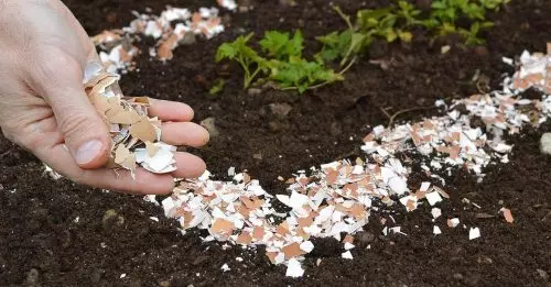 No deseche las cáscaras de huevo, ya que son fertilizantes naturales eficaces. como lo uso