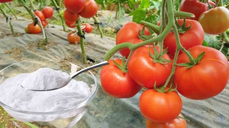 Huerto, aquí está la única protección natural fuerte contra enfermedades y parásitos