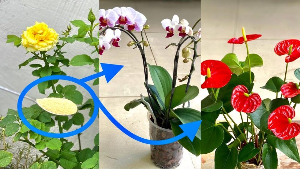 ¡Solo una cucharada es suficiente y todas tus plantas tendrán más y más flores!