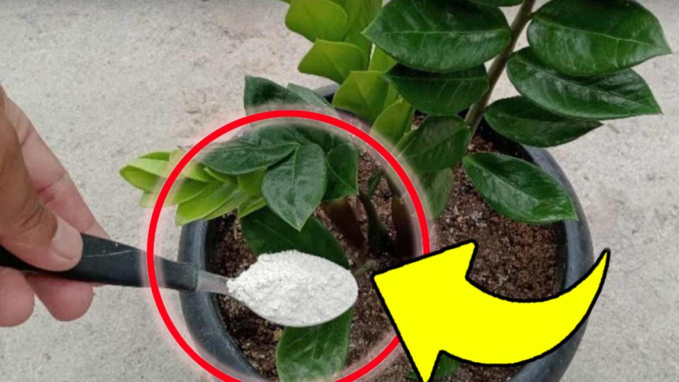 ¡Con este fertilizante natural para plantas todas florecerán por fin visiblemente!