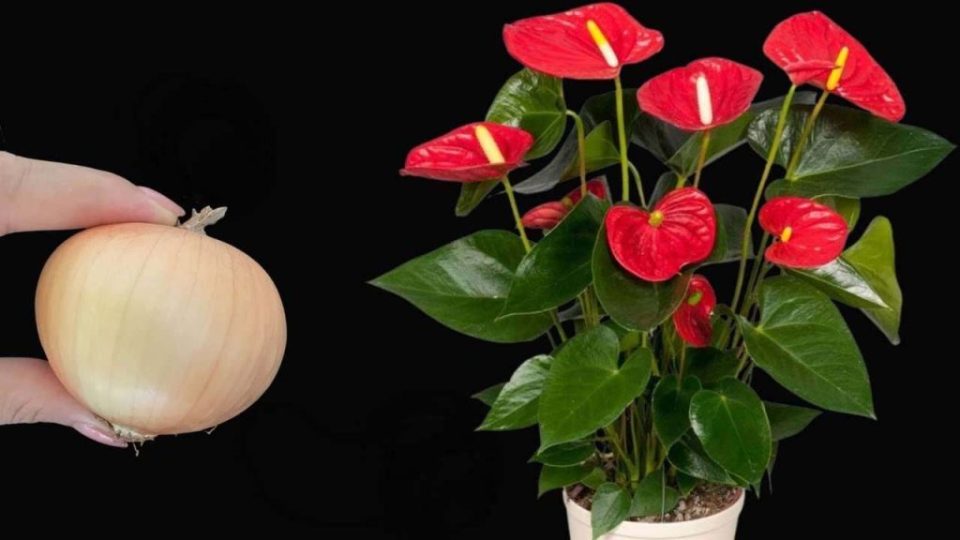 Anturio, con este movimiento tu planta florecerá todo el año sin interrupción