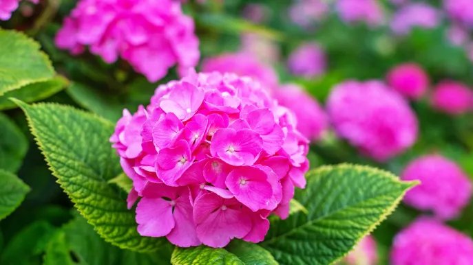 Hortensias: cómo cultivarlas, cuidarlas y dónde guardarlas en macetas o en el jardín.