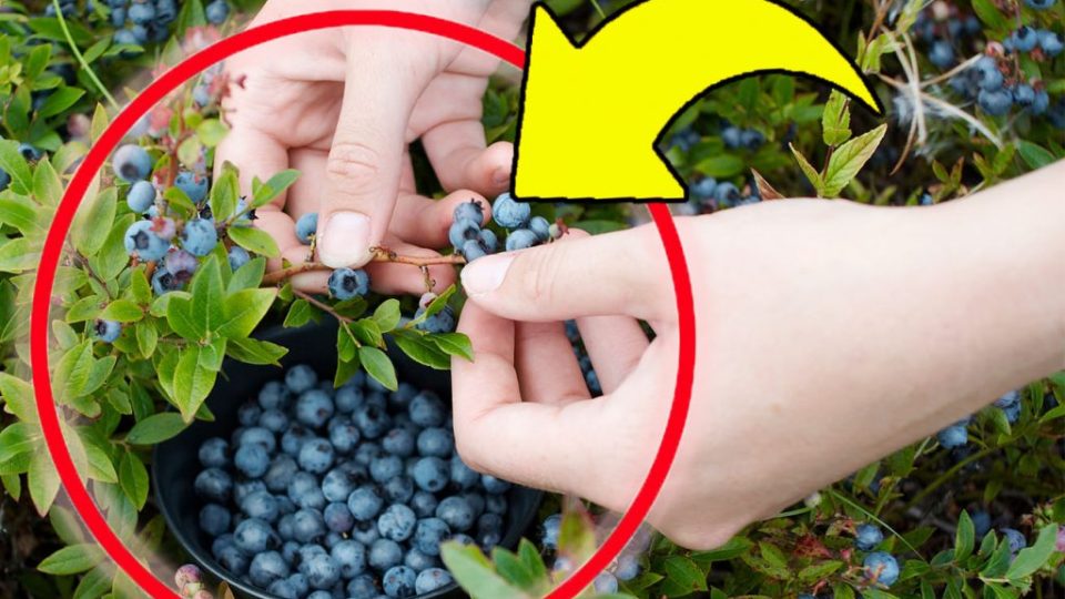Arándanos, con este truco muy sencillo puedo cultivarlos infinitamente en casa | ¡Hace años que no compro uno!