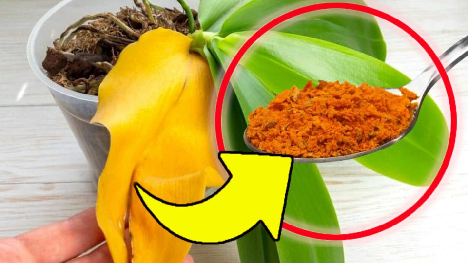 ¿Flores en casa? Con este ingrediente crecerán visiblemente: ¡esto me enseñó mi abuela!