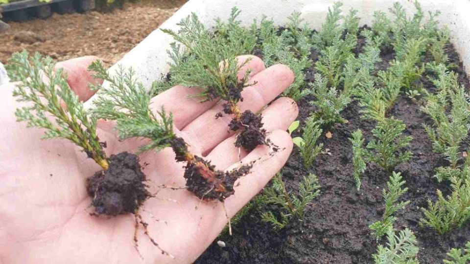 Cómo propagar ciprés y tuya de forma sencilla: aquí está la técnica de los jardineros.