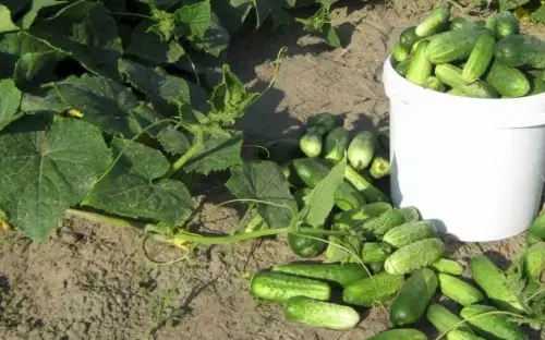 Planto constantemente una verdura junto a un lecho de pepinos y el rendimiento aumenta 2 veces incluso sin fertilizante.
