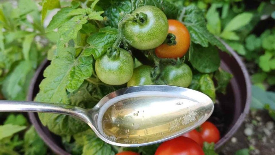 Los tomates y pepinos crecen 10 veces más rápido con este suplemento