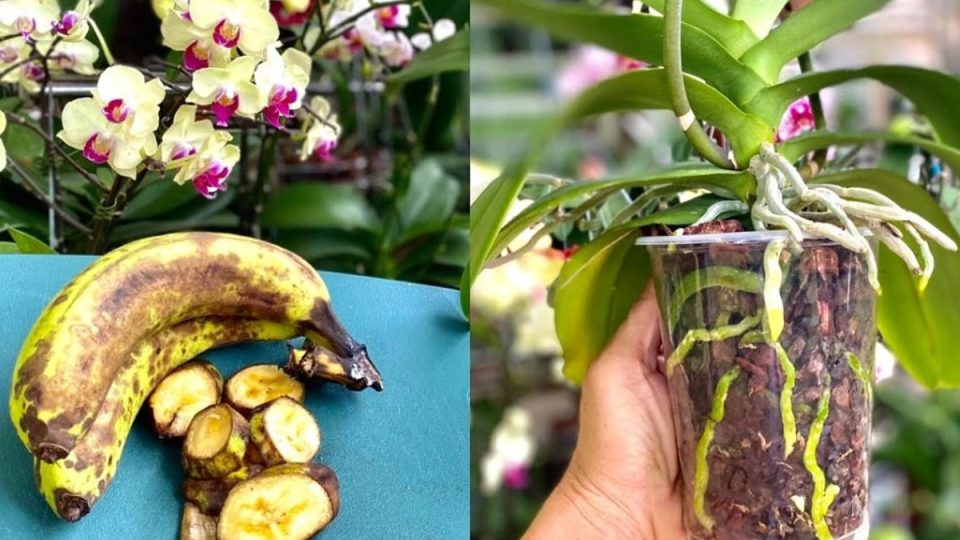 Si no conoces este método, hazlo ahora | ¡Cómo conseguir una exuberante flor de orquídea!