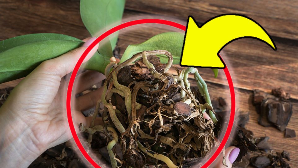 Orquídea, atacada por la pudrición de la raíz: si haces esto volverá fuerte y sana | ¡El método infalible de los expertos!