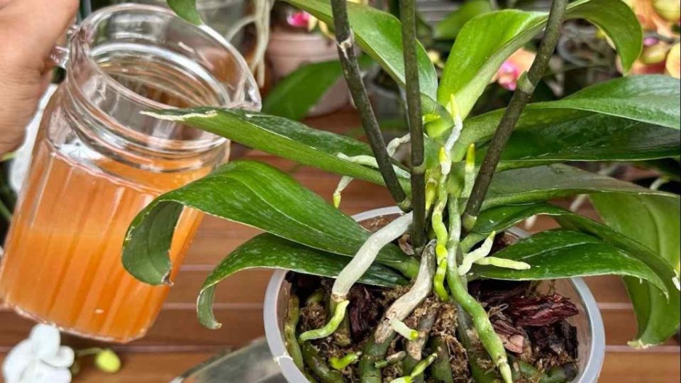Una taza cada mes y tienes un balcón y un jardín lleno de flores: nunca antes lo habías tenido así