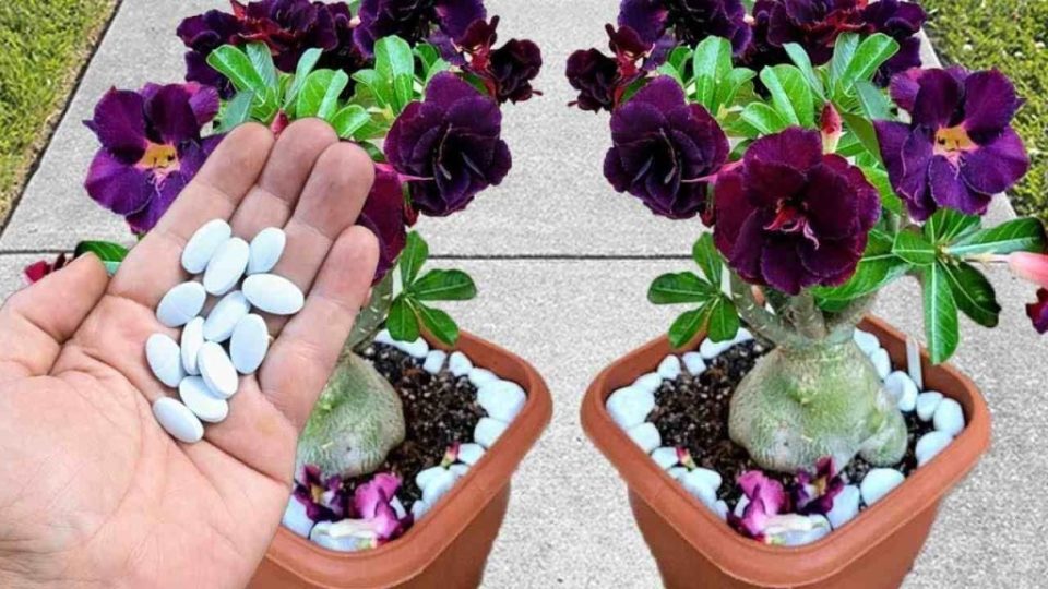 Esta píldora hará explotar muchas flores tanto en el jardín como en el balcón
