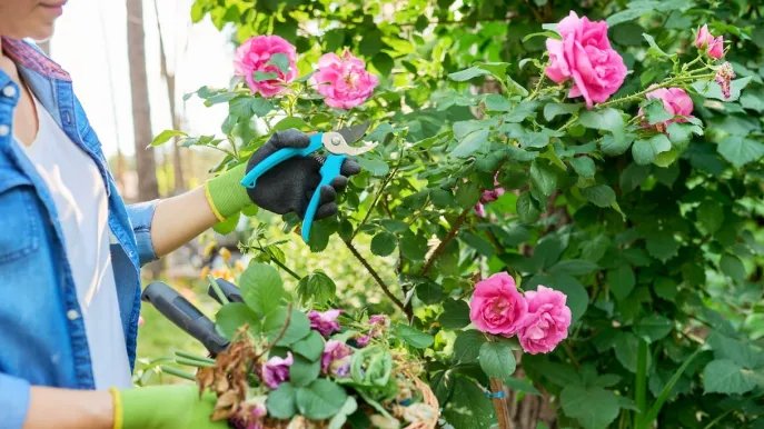 Rosas: se deben podar bien para que tengan una floración abundante