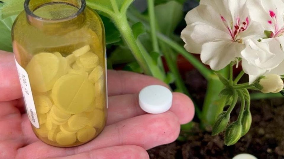 Espectacular floración | ¡1 tableta para cada flor y cobrará vida!