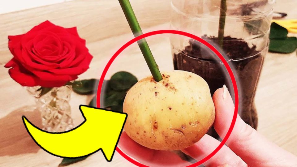 Reproduce rosas infinitamente sin gastar un euro, hazlo con una patata: ¡es muy sencillo!