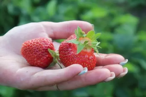 Todos los vecinos me pidieron que les compartiera este método de cultivar fresas en macetas: crecen riquísimas y en abundancia.