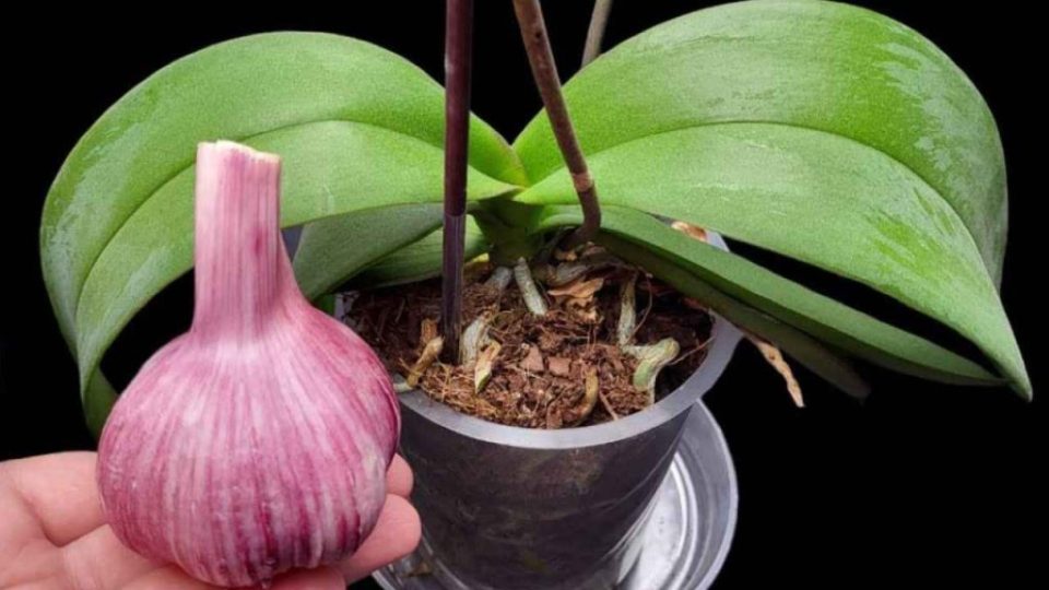Si haces esto, la orquídea florecerá durante todo un año: los jardineros también la recomiendan