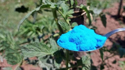 Esto protege a los tomates, pepinos, calabacines y otras plantas de enfermedades peligrosas